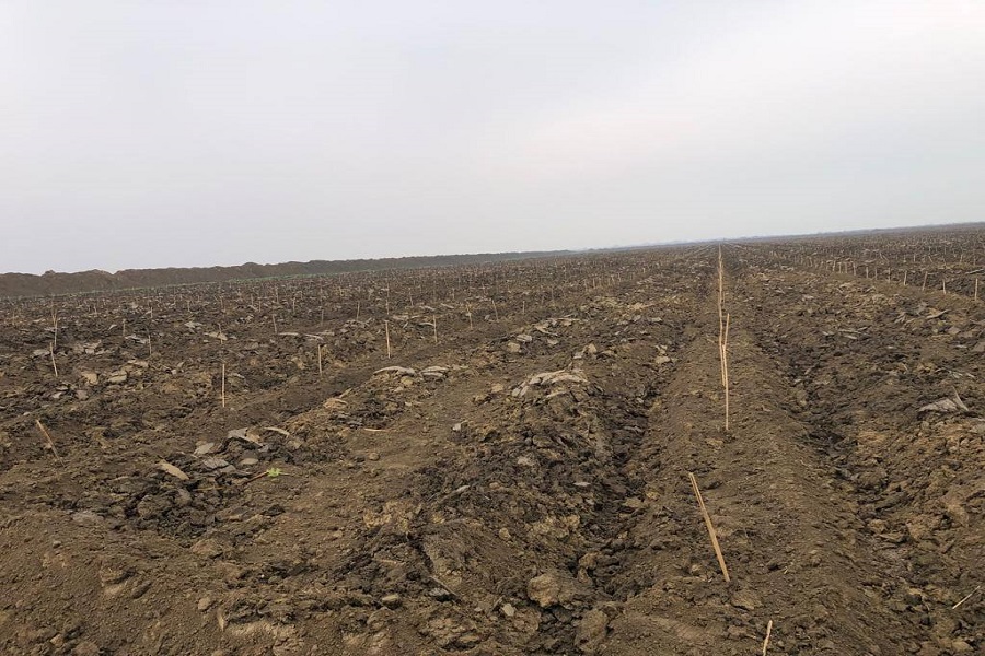 Закладка виноградников на площади 600 га планируется в Дербентском районе в рамках инвестпроектов